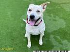 Adopt STELLA a Labrador Retriever, Pit Bull Terrier