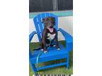 Adopt BELLA a Pit Bull Terrier