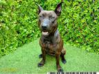 Adopt CHICA DULCE a Pit Bull Terrier