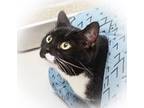 Adopt Tinkerbell a Domestic Short Hair