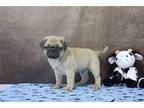 Pug Puppy for sale in Fort Wayne, IN, USA