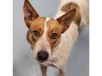 Adopt Fergie a Mixed Breed, Australian Cattle Dog / Blue Heeler