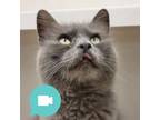 Adopt Alness a Domestic Medium Hair