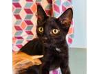 Adopt Paiten a Domestic Short Hair