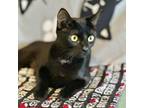 Adopt Marge a Domestic Short Hair