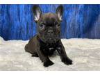 French Bulldog Puppy for sale in Fayetteville, AR, USA