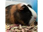 Adopt S'mores a Guinea Pig