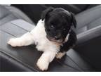 Yorkshire Terrier Puppy for sale in Wichita, KS, USA
