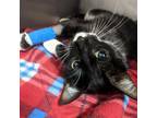 Adopt FiFi a Domestic Short Hair