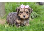 Yorkshire Terrier Puppy for sale in Canton, OH, USA