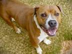 Adopt JANA a American Staffordshire Terrier, Mixed Breed