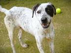 Adopt CIRCLE a Pointer, Mixed Breed