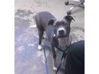 Adopt LELO a Border Collie, American Staffordshire Terrier