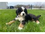 Bernese Mountain Dog Puppy for sale in Fort Wayne, IN, USA