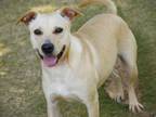 Adopt DAFFODIL a American Staffordshire Terrier, Mixed Breed