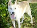 Adopt CARLY a Husky, Mixed Breed