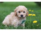 Mutt Puppy for sale in Canton, OH, USA