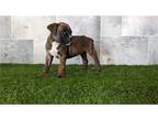 Boxer Puppy for sale in Fort Wayne, IN, USA