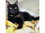 Adopt Wendy a Domestic Short Hair