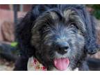 Aussiedoodle Puppy for sale in Fort Worth, TX, USA