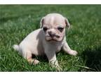Puggle Puppy for sale in Kirksville, MO, USA