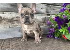 French Bulldog Puppy for sale in Fayetteville, AR, USA