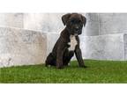 Boxer Puppy for sale in Fort Wayne, IN, USA