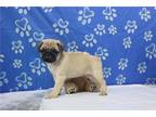 Pug Puppy for sale in Fort Wayne, IN, USA