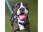 Adopt Storm a Pit Bull Terrier