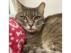 Adopt Priscilla a Domestic Short Hair