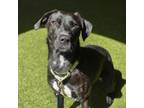 Adopt Roxy a Labrador Retriever