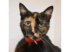 Adopt Tori a Domestic Medium Hair