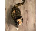 Adopt Pandora a Domestic Short Hair