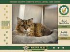 Adopt Mrs. Potts a Domestic Long Hair