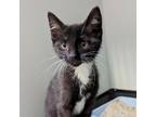 Adopt Sigrun a Domestic Short Hair, Tuxedo