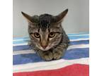 Adopt Maria a Domestic Short Hair