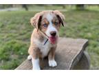 Australian Shepherd Puppy for sale in Abilene, TX, USA