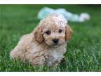 Mutt Puppy for sale in Canton, OH, USA