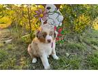 Australian Shepherd Puppy for sale in Abilene, TX, USA