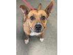 Adopt Tabitha a Pit Bull Terrier, Mixed Breed