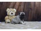 Pug Puppy for sale in Fort Wayne, IN, USA