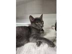 Adopt CHIP a Domestic Short Hair