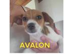 Adopt Avalon a Rat Terrier