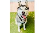 Adopt Sky a Husky