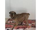 Adopt Fancy a Brussels Griffon