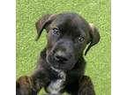 Adopt Scat a Mixed Breed