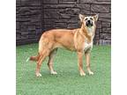 Adopt Grapevine a Mixed Breed