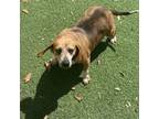 Adopt Bathtub Betty 3352 a Beagle