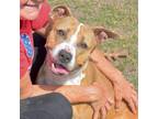 Adopt TINKERBELL a Pit Bull Terrier, Mixed Breed
