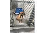 Adopt PAXTON a Black Mouth Cur, Mixed Breed